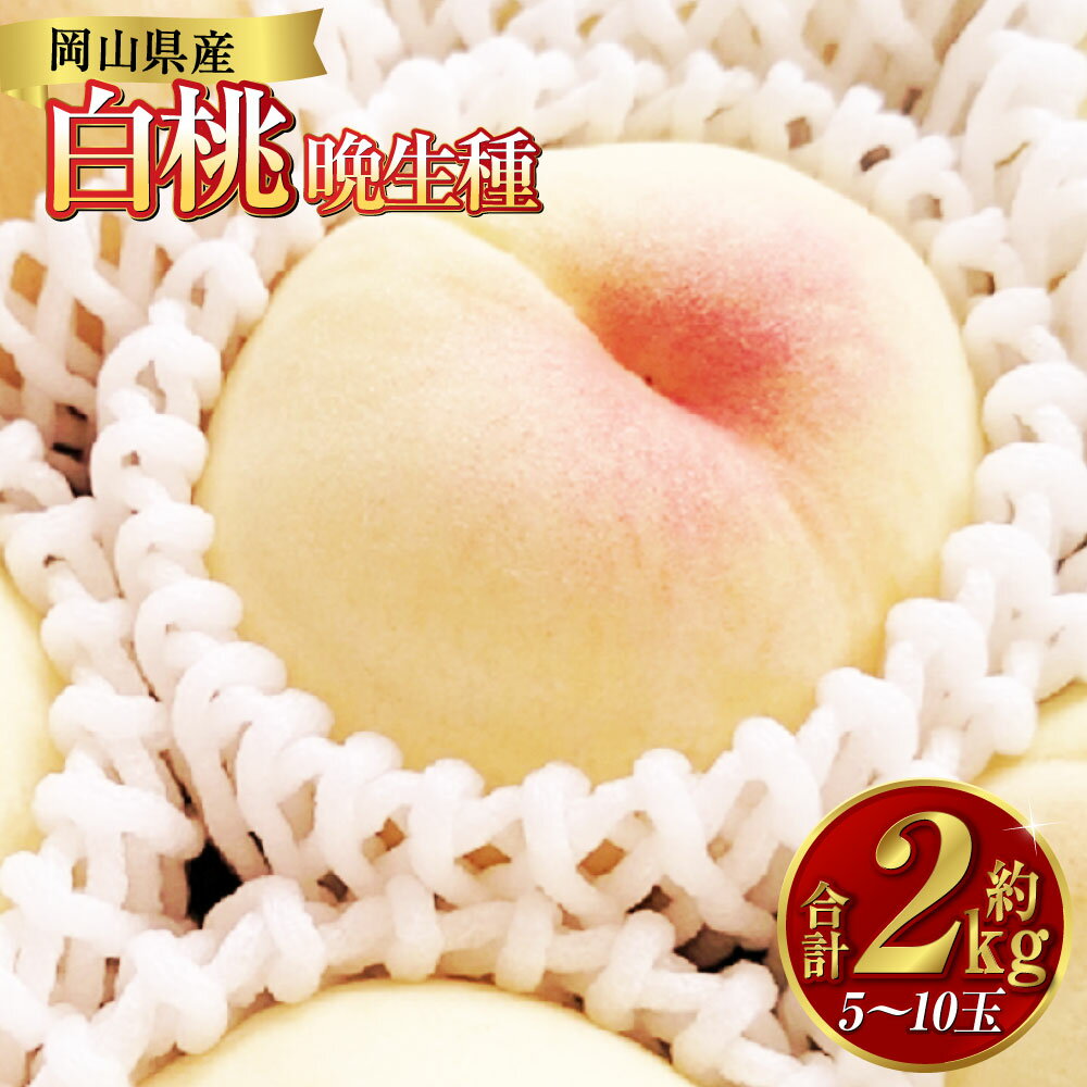 【ふるさと納税】白桃 約2kg（5～10玉） 晩生種 もも モモ 岡山県 倉敷市 産 国産 フルーツ 果物 ギフト 花田青果 果物・もも・桃・フルーツ 【2026年7月下旬～9月下旬迄順次発送予定】 11000円 1万1000円