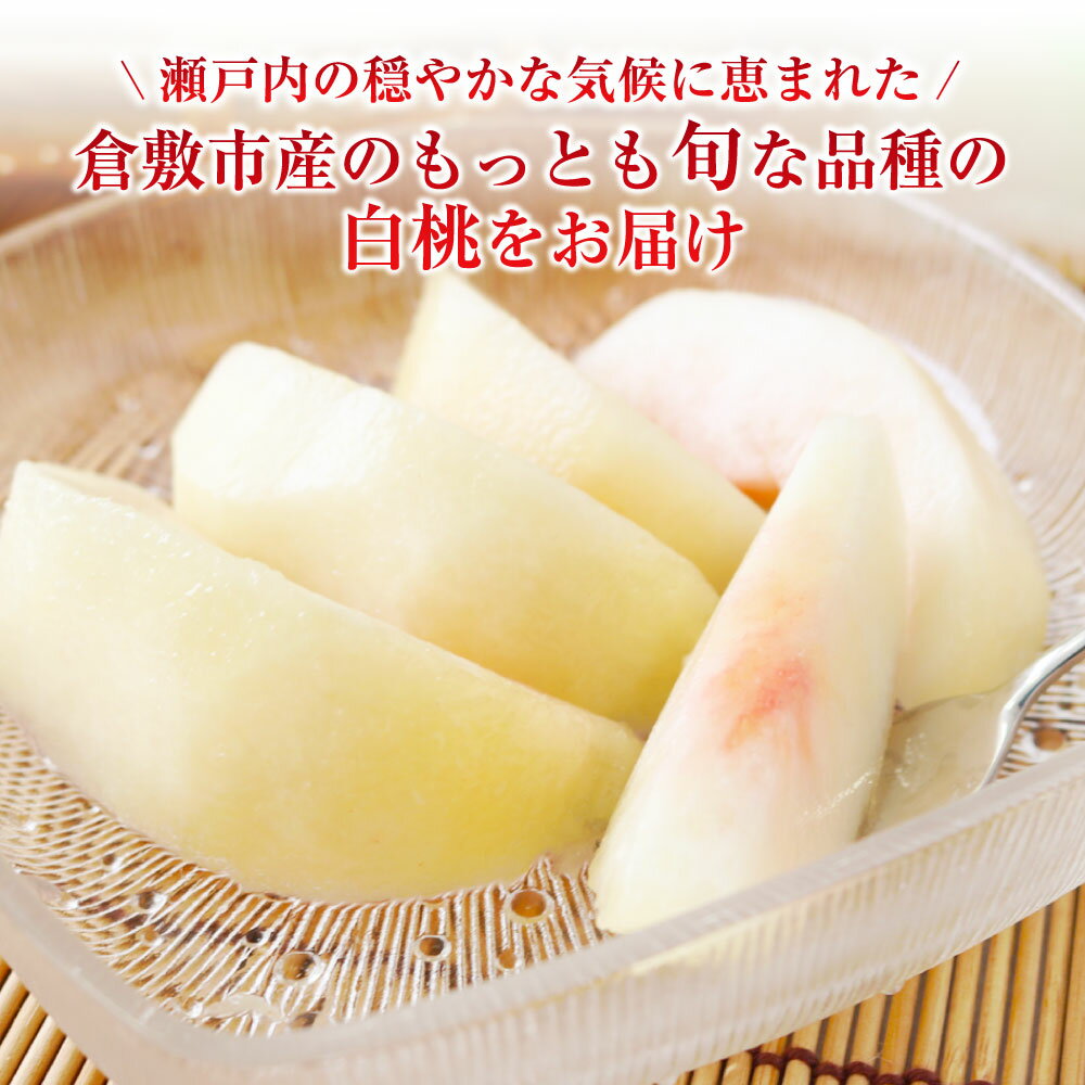 【ふるさと納税】白桃 約2kg（5～10玉） 晩生種 もも モモ 岡山県 倉敷市 産 国産 フルーツ 果物 ギフト 花田青果　果物・もも・桃・フルーツ　【2026年7月下旬～9月下旬迄順次発送予定】 11000円 1万1000円