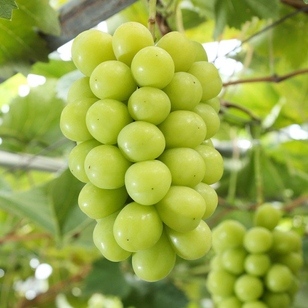 【ふるさと納税】ぶどう 2025年 先行予約 シャインマスカット晴王 ＜選べる内容量＞ 4房（1房480g以上）・2房（1房600g以上） ブドウ 葡萄 岡山県産 国産 フルーツ 果物 ギフト 岡山県 倉敷市 送料無料 【2025年8月下旬～10月下旬 発送予定】のサムネイル