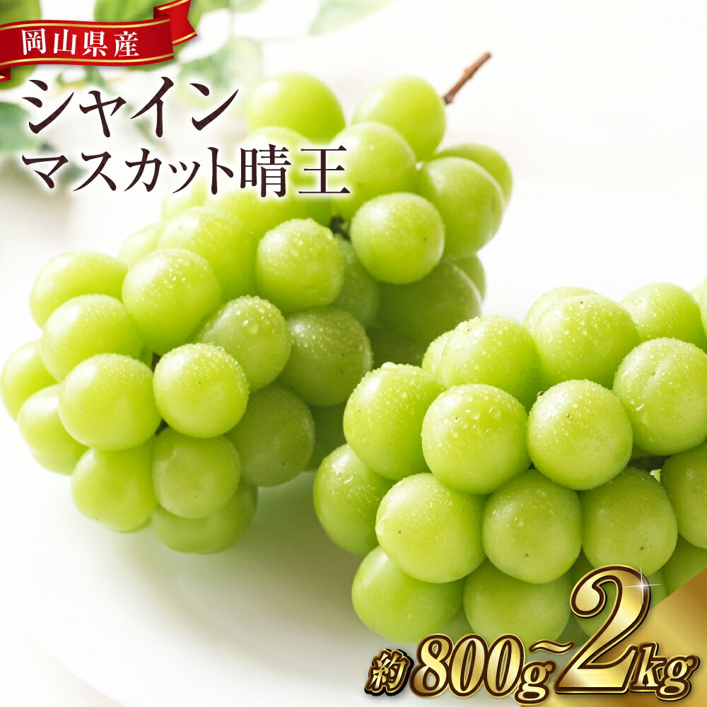 [先行予約]シャインマスカット晴王 3〜5房(約2kg)/ 2房(1房 480g以上)化粧箱入り/1房(800g以上) 化粧箱入りブドウ 葡萄 岡山県産 国産 フルーツ 果物 ギフト 倉敷市 [2025年8月下旬〜11月上旬 発送予定]