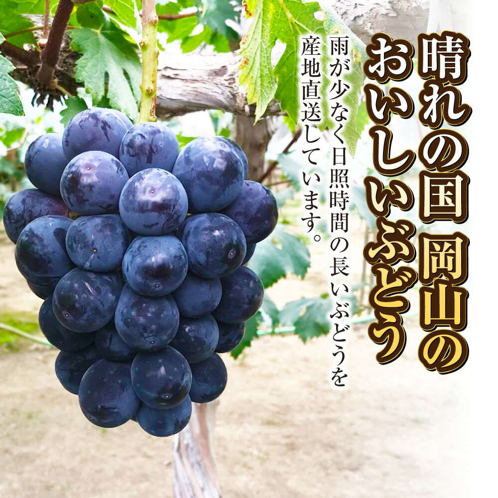 【ふるさと納税】 ぶどう 2025年 先行予約 ニューピオーネ 2房（1房500g前後） &ニューピオーネのドライフルーツ1袋（1袋25g） 産地直送 ブドウ 葡萄 岡山県産 国産 フルーツ 果物 ギフト たけまさぶどう園　果物 【2025年7月下旬～9月下旬 発送予定】