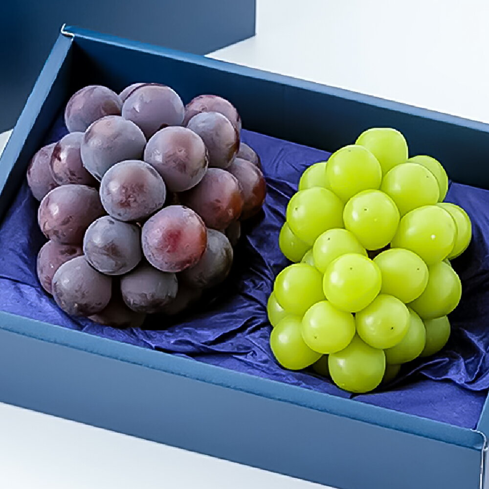 ニューピオーネ・シャインマスカット 1房500g前後 各1房 計2房 化粧箱入り ぶどう ブドウ 葡萄 くだもの 果物 果実 フルーツ ギフト 贈答 贈り物 冷蔵 岡山県産 国産 岡山県 倉敷市 送料無料 [2026年8月下旬〜2026年10月上旬迄順次発送予定]