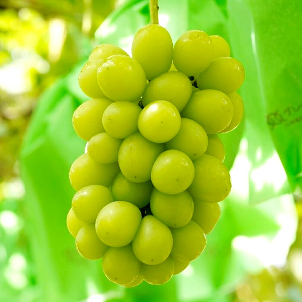 【ふるさと納税】訳あり シャインマスカット 2房 合計1.1kg以上 産地直送 朝採れ ぶどう 葡萄 シャイン マスカット 岡山 Kawahara Green Farm 2026年 ブドウ マスカット 果物 くだもの フルーツ 岡山のブドウ 倉敷市 送料無料 【2026年9月上旬～10月下旬 発送予定】