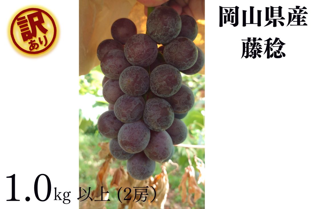 [訳あり] 藤稔 2房 合計1.0kg以上 産地直送 朝採れ ぶどう 葡萄 岡山 Kawahara Green Farm 2026年 ブドウ フルーツ くだもの 果物 果実 デザート 大粒 樹上完熟 冷蔵 岡山県産 国産 岡山県 倉敷市 送料無料 [2026年8月順次発送予定]