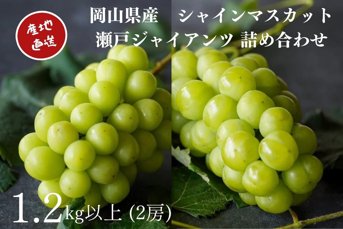ڤդ뤵Ǽǡ۸ 㥤ޥåȡͥ㥤 ͹礻 2˼ʹ1.2kgʾ˻ľ īΤ ֤ɤ ƺ ֥ɥ ʪ ...