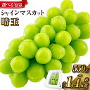 【ふるさと納税】 シャインマスカット晴王 1房~2房 約550g~約1.4kg <選べる容量>2025年 先行予約受付中 岡山県産 種無し 皮ごと食べる みずみずしい 甘い フレッシュ 瀬戸内 晴れの国 おかやま 果物大国 ハレノフルーツ【2025年9月上旬-10月下旬 発送予定】(4)
