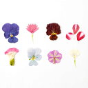 【ふるさと納税】押し花MIX(20輪入り)3パックセット【食べられるお花 栽培期間中 農薬不使用】 食用花 農薬不使用 ギフト サプライズ