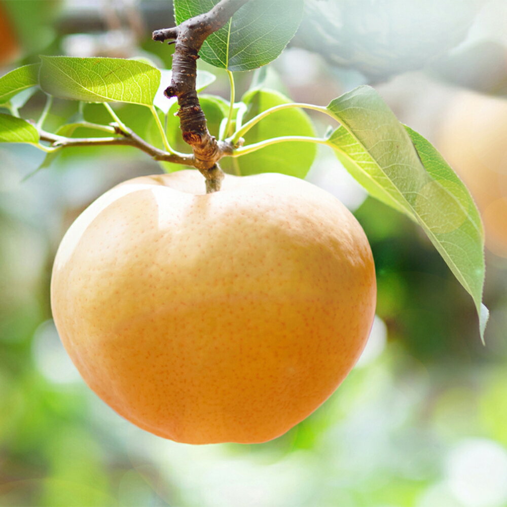 【ふるさと納税】あたご梨 合計約4kg（3～9玉） 家庭用 愛宕梨 梨 なし ナシ くだもの 果物 果実 フルーツ 岡山県産 国産 岡山県 倉敷市 送料無料 【2025年11月下旬～12月下旬迄順次発送予定】