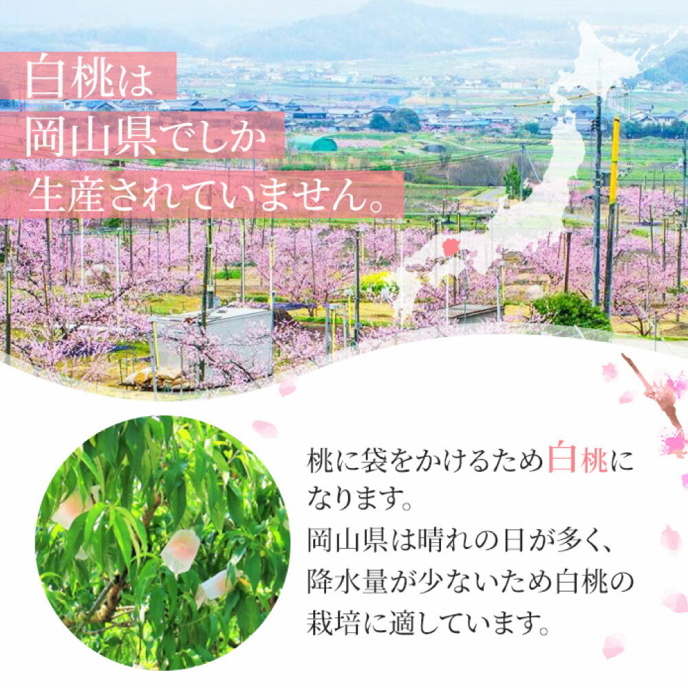 【ふるさと納税】桃 2025年 先行予約 岡山 白桃 キング・エース 約4kg 8～15玉入り もも モモ 岡山県産 国産 フルーツ 果物 ギフト 橋田商店　 岡山の白桃 芳醇な香り 上品な甘み 柔らかい 果汁が多い 【2026年7月上旬～8月下旬 発送予定】