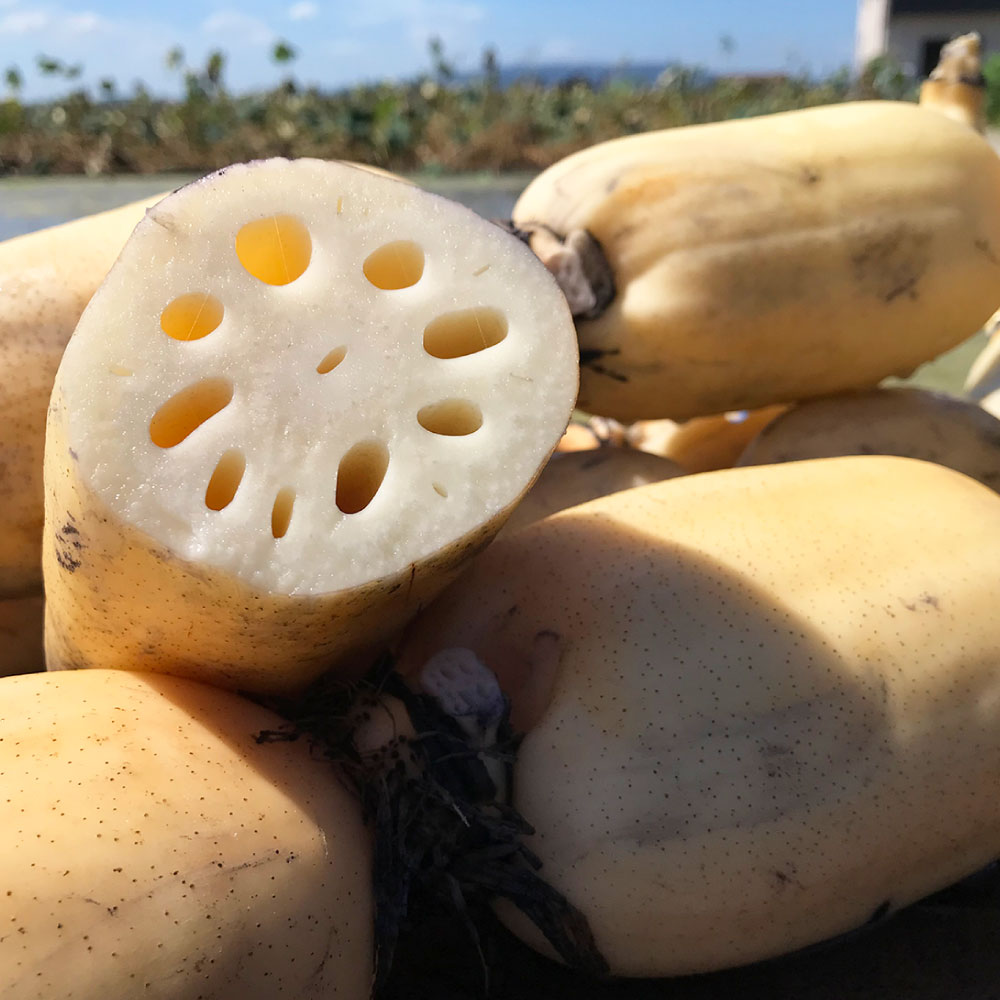 【ふるさと納税】連島れんこん親子セット(M〜Lサイズ 約5kg)【配達不可:北海道・沖縄・離島】 野菜・根菜 【2026年3月下旬迄順次発送予定】
