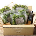 【ふるさと納税】【Ortolano】ファーストクラスのサラダ&ドレッシングセット A / B <選べるセット内容> おすすめ野菜 バジリスタイタリアンドレッシン...