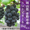 【ふるさと納税】 ぶどう 2024年 先行予約 ご家庭用 ニュー ピオーネ 合計2kg以上 産地直送 ブドウ 葡萄 岡山県産 国産 フルーツ 果物 たけまさぶどう園　【果物類・ぶどう・マスカット・フルーツ】　お届け：2024年7月上旬～2024年9月下旬