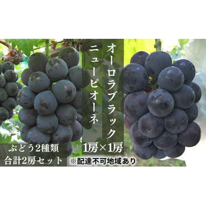  ぶどう 2024年 先行予約 ニュー ピオーネ 1房と オーロラブラック 1房（1房500g前後） 産地直送 ブドウ 葡萄 岡山県産 国産 フルーツ 果物 ギフト たけまさぶどう園　　お届け：2024年8月上旬～2024年9月下旬