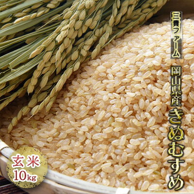 令和6年度産 岡山県産 きぬむすめ 玄米10kg 　【 お米 ライス ご飯 ブランド米 主食 食卓 炭水化物 食品 つや 美しいお米 粘り強い 柔らかい あっさり 冷めても美味しい お弁当 おむすび おにぎり 】　お届け：2024年10月15日～2025年10月15日