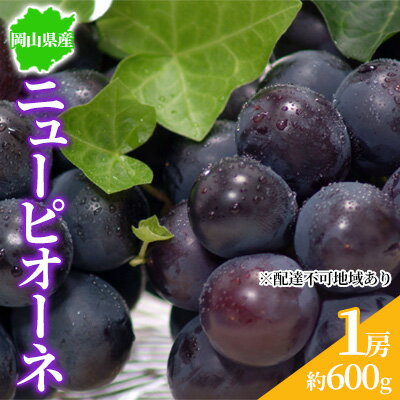 ぶどう 2024年先行予約 ニューピオーネ 1房 約600g 岡山県産 お届け 9月上旬～10月中旬　【 フルーツ ピオーネ 大粒 ジューシー 種なし 酸味 】　お届け：2024年9月上旬～10月中旬