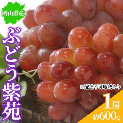 ぶどう 2024年先行予約 紫苑 1房 約600g 岡山県産 お届け 11月上旬～11月下旬　【 フルーツ 国産 大粒 食べやすい 種無し ジューシー 濃厚 甘み ほどよい酸味 】　お届け：2024年11月上旬～11月下旬