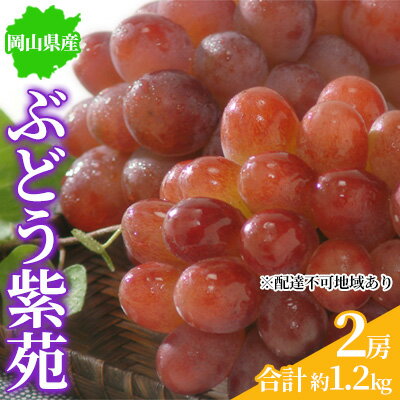 ぶどう 2024年先行予約 紫苑 2房 約1.2kg 岡山県産 お届け 11月上旬～11月下旬　【 フルーツ 国産 大粒 食べやすい 種無し ジューシー 濃厚 甘み ほどよい酸味 】　お届け：2024年11月上旬～11月下旬