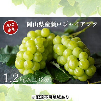 【ふるさと納税】厳選 瀬戸ジャイアンツ 2房 合計1.2kg以上 産地直送 朝採れ ぶどう 葡萄 Kawahara Gr...