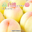 【ふるさと納税】桃 2024年 先行予約 岡山 白桃 ロイヤル 約1.5kg 5～7玉入り もも モモ 岡山県産 国産 フルーツ 果物 ギフト 橋田商店　【 岡山の白桃 芳醇な香り 上品な甘み 柔らかい 果汁が多い 】　お届け：2024年7月上旬～2024年8月上旬