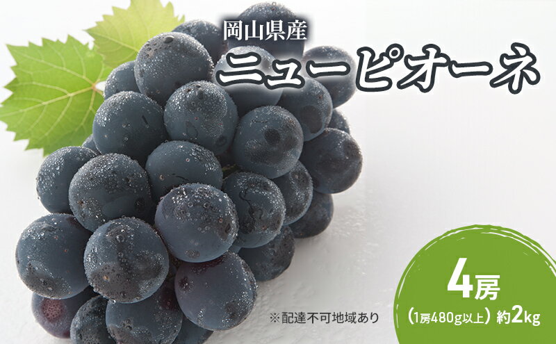 【ふるさと納税】ぶどう 2024年 先行予約 ニューピオーネ 4房(1房480g以上) ブドウ 葡萄 岡山県産 国産 フルーツ 果物 ギフト　【倉敷市】　お届け：2024年8月下旬～2024年10月上旬