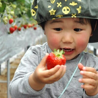 【ふるさと納税】【2026年度発送分】朝採れ新鮮ピオーネ2kg&いちご狩り無料券_ ぶどう 葡萄 ブドウ ピオーネ 種無し 朝採れ 果物 くだもの フルーツ いちご狩り 体験チケット 無料券 大人1名 産直 産地直送 岡山県【配送不可地域：離島・北海道・沖縄県】【1030443】