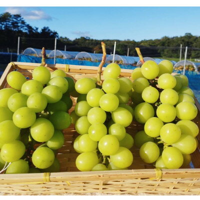 【ふるさと納税】【2025年10月より発送】訳ありシャインマスカット 2~4房 1.5kg ご家庭用_ シャインマスカット ぶどう 葡萄 ブドウ マスカット 果物 くだもの フルーツ 甘い 訳あり 家庭用 自宅用 産直 産地直送 岡山県 津山市 送料無料 【1275134】