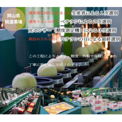 【ふるさと納税】【先行予約】岡山白桃 エース 5～10玉 1.8kg 岡山県産【配送不可地域：離島・北海道・沖縄県】【1305706】