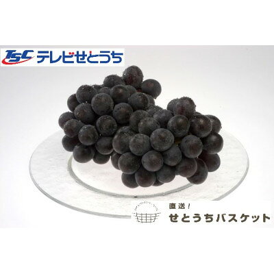 岡山県産ニューピオーネ(家庭用)_ ニューピオーネ ぶどう 葡萄 大粒 岡山県産 フルーツ くだもの 人気 おすすめ 送料無料 贈答 ギフト岡山県 津山市 【配送不可地域：離島】【1360901】