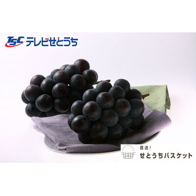岡山県産オーロラブラック(家庭用)_ ぶどう 葡萄 ブドウ オーロラブラック 大粒 種無し 甘い 薄皮 黒ぶどう 果物 くだもの フルーツ 岡山県 津山市 国産 産直 産地直送 家庭用 自宅用 送料無料 【配送不可地域：離島】【1360907】
