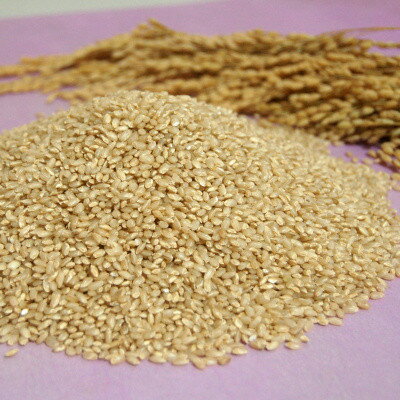 【ふるさと納税】【突鉱土育ち】巨大胚芽米CoCoRo 10kg_ 米 10kg こめ コメ お米 巨大胚芽米 胚芽米 玄米 げんまい 健康米 食物繊維 ビタミン ご飯 ごはん お弁当 おにぎり 産直 産地直送 国産 岡山県 津山市 送料無料 【1361993】