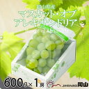 【ふるさと納税】【2025年9月発送】岡山県産 マスカット・オブ・アレキサンドリア 600g×1房【配送不可地域:離島・北海道・沖縄県】【1362224】