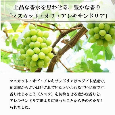 【ふるさと納税】【2025年6月発送】岡山県産　マスカット・オブ・アレキサンドリア　700g×1房【配送不可地域：離島・北海道・沖縄県】【1364674】