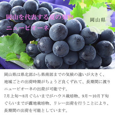 【ふるさと納税】【2025年8月発送】岡山県産　ニューピオーネ　600g×1房【配送不可地域：離島・北海道・沖縄県】【1364677】