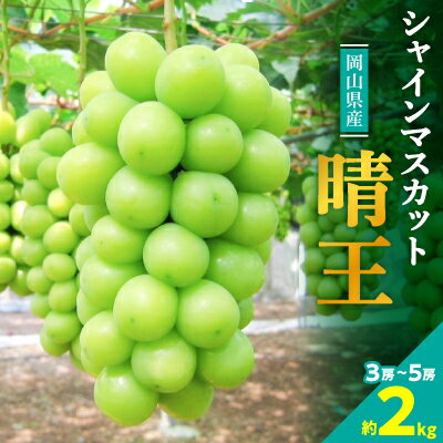 [2025年発送]岡山名産[晴王]シャインマスカット2kg!8月下旬以降順次発送_ シャインマスカット ぶどう 葡萄 ブドウ 果物 くだもの 訳なし マスカット 晴王 フルーツ 人気 岡山県 津山市 産直 産地直送 ギフト 送料無料 [配送不可地域:離島]