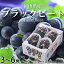 【ふるさと納税】【先行予約】岡山県産 ブラックビート 2kg(3房~6房)【配送不可地域:離島・北海道・沖縄県】【1400519】