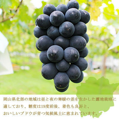 【ふるさと納税】【先行予約】岡山県産　ブラックビート　500g×2房【配送不可地域：離島・北海道・沖縄県】【1400524】