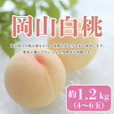 【ふるさと納税】【2026年発送】【7月発送】岡山白桃 約1.2kg(4~6玉)_ もも 桃 モモ 白桃 果物 くだもの 訳なし フルーツ デザート 人気 美味しい 甘い 岡山 産直 産地直送 送料無料 【配送不可地域:離島・北海道・沖縄県】【1411059】