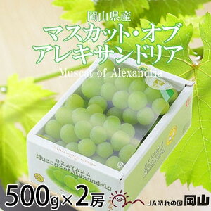 【ふるさと納税】【2025年9月発送】岡山県産 マスカット・オブ・アレキサンドリア 500g×2房【配送不可地域:離島・北海道・沖縄県】【1424424】