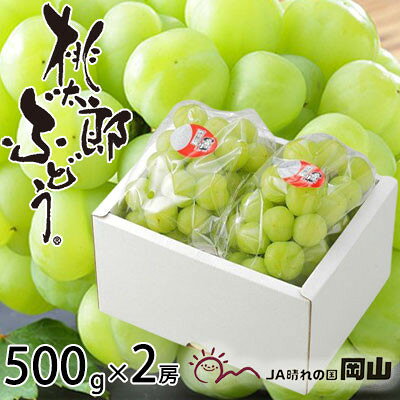 岡山県産 桃太郎ぶどう 500g×2房【配送不可地域：離島・北海道・沖縄県】【1453738】