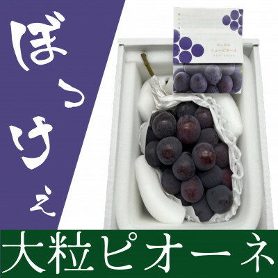 【ふるさと納税】岡山県産 ぼっけえ大粒ニューピオーネ1房(800g以上) 化粧箱入り【配送不可地域：離島・北海道・沖縄県】【1499102】