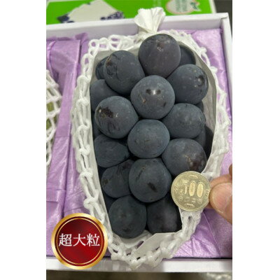 【ふるさと納税】岡山県産 ぼっけえ大粒ニューピオーネ1房(800g以上) 化粧箱入り【配送不可地域：離島・北海道・沖縄県】【1499102】