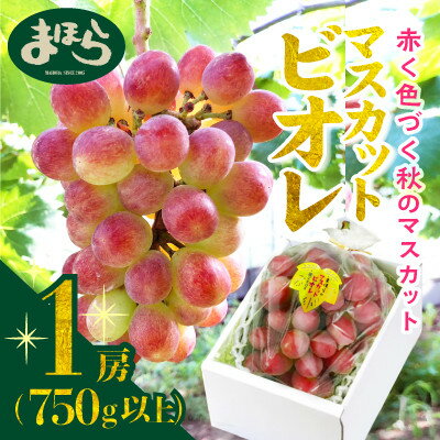 【ふるさと納税】【2025年度発送分】早起き農家の直送便 上出来マスカットビオレ1房_ ぶどう 葡萄 ブドウ マスカット マスカットビオレ 種なし 果物 くだもの フルーツ 希少 産直 産地直送 岡山県 津山市 化粧箱 贈答【配送不可地域:離島・北海道・沖縄県】【1519569】 【ふるさと納税】【2025年度発送分】早起き農家の直送便 上出来マスカットビオレ1房_ ぶどう 葡萄 ブドウ マスカット マスカットビオレ 種なし 果物 くだもの フルーツ 希少 産直 産地直送 岡山県 津山市 化粧箱 贈答【配送不可地域:離島・北海道・沖縄県】【1519569】