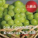 【ふるさと納税】【きよとうファーム】シャインマスカット 上級品 大3-5房/計2.4kg~(岡山県産)_ シャインマスカット マスカット ぶどう 葡萄 ブドウ 甘い 果物 くだもの フルーツ 岡山県 津山市 ギフト プレゼント 産直 送料無料 【配送不可地域:離島】【1548983】
