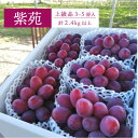 【ふるさと納税】【きよとうファーム】ワインレッドの葡萄「紫苑(しえん)」特選品 3-5房/計2.4kg~(岡山県産)【配送不可地域:離島】【1549077】