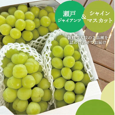 シャインマスカット&ピオーネ 上級品 3-5房入