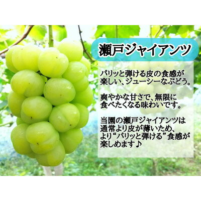 【ふるさと納税】【2025年先行予約】お試し　朝採り新鮮!人気ぶどう瀬戸ジャイアンツ1房　500g以上_ ぶどう 葡萄 ブドウ 果物 フルーツ 岡山県 津山市 おすすめ 人気 送料無料 【配送不可地域：離島】【1566950】