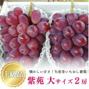 【ふるさと納税】【きよとうファーム】【上級品】 紫苑(しえん) 大2房/計1.3kg~(岡山県産)【配送不可地域:離島】【1571729】