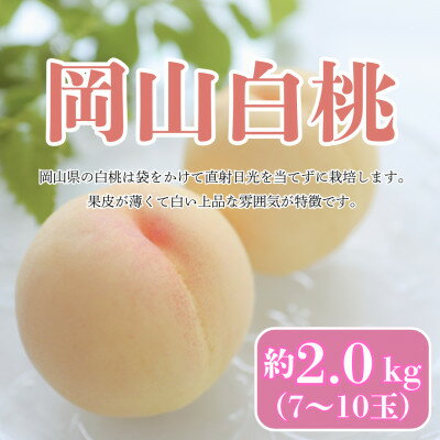 【ふるさと納税】【2025年7月発送予定】岡山白桃 約2kg(7~10玉)【配送不可地域:離島・北海道・沖縄県】【1576321】