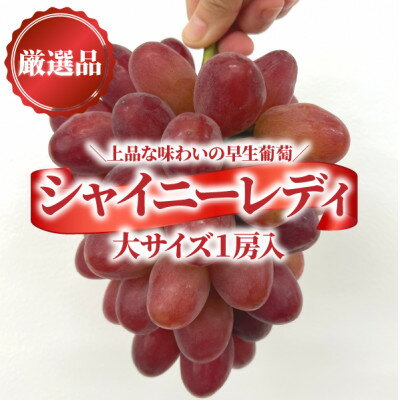【ふるさと納税】【きよとうファーム】厳選品 赤色が美しい早生の葡萄シャイニーレディ1房/700g～(岡山県産)【配送不可地域：離島】【1602099】