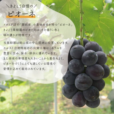 【ふるさと納税】【きよとうファーム】訳ありご家庭用ピオーネとシャインマスカット/計約2.4kg(岡山県産)【配送不可地域：離島】【1602238】